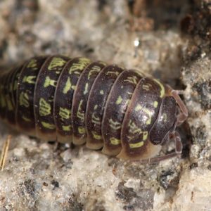 Armadillidium-versicolor-Blapticas.es