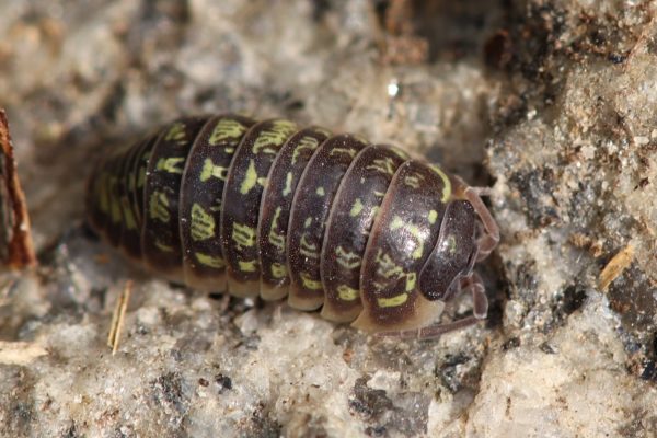 Armadillidium-versicolor-Blapticas.es