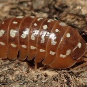 Armadillidium-werneri-orange-Blapticas.es