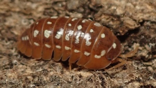 Armadillidium-werneri-orange-Blapticas.es