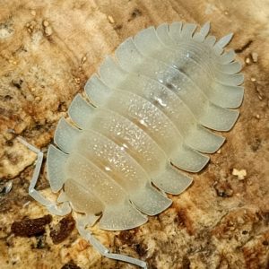 Porcellio Spatulatus “White”