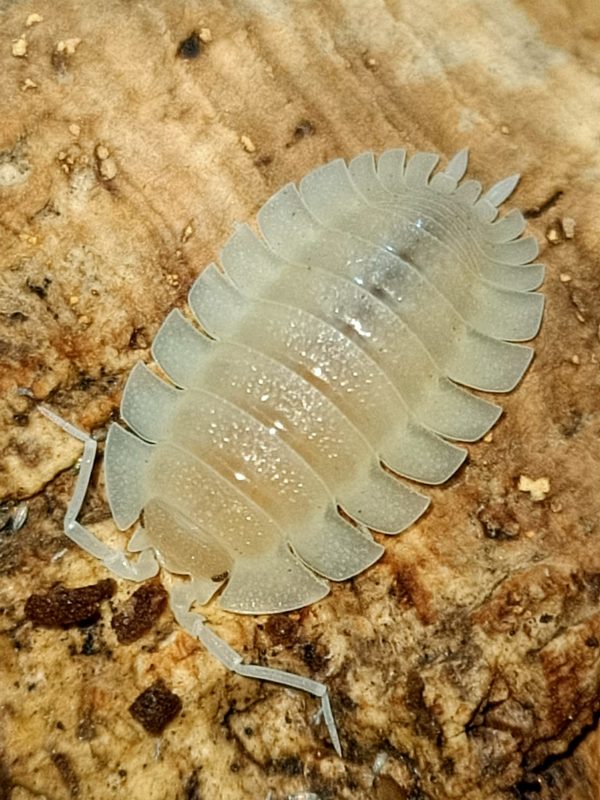 Porcellio Spatulatus “White”