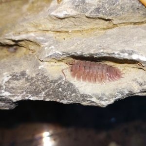 Porcellio-cf-baeticensis-Blapticas.es