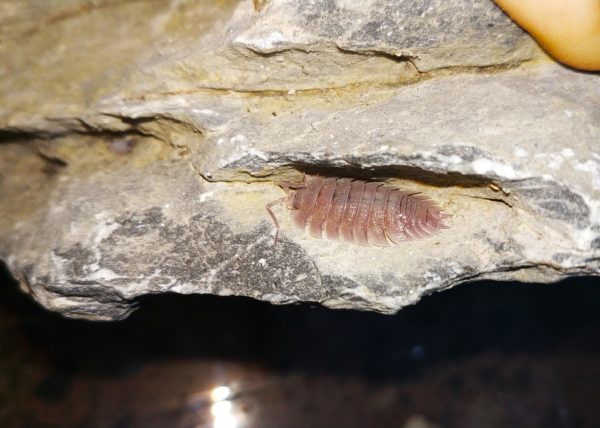 Porcellio-cf-baeticensis-Blapticas.es