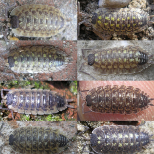 Porcellio-spinicornis-Blapticas.es