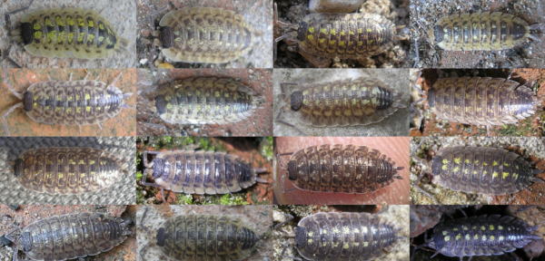 Porcellio-spinicornis-Blapticas.es