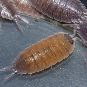 Porcellio-valencia-Blapticas.es