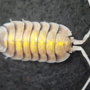 Porcellio Bolivari "Ghost"