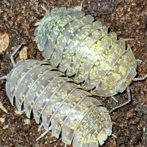 Armadillidium ameglioi