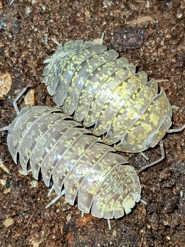 Armadillidium ameglioi