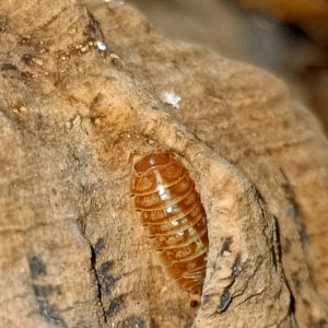 Armadillidium apfelbecki Orange