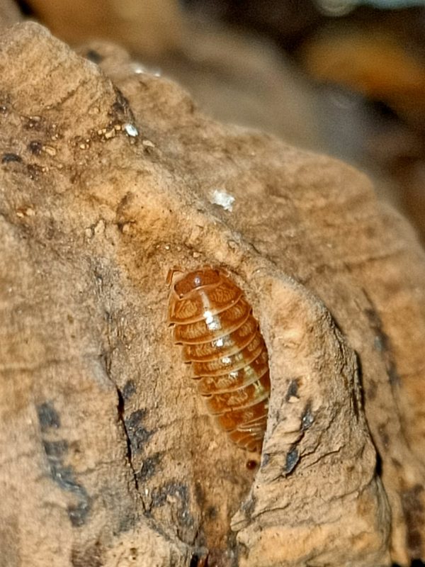 Armadillidium apfelbecki Orange