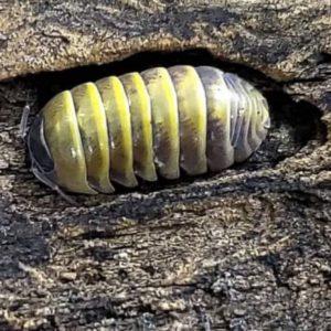 Armadillidium badium Sicily