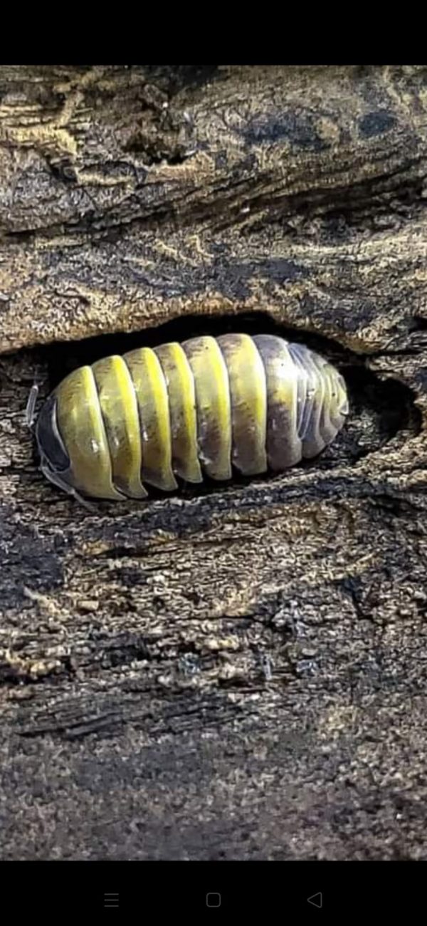 Armadillidium badium Sicily