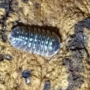 Armadillidium ruffoi Bright