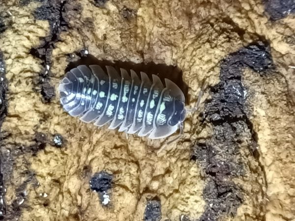 Armadillidium ruffoi Bright