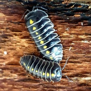 Armadillidium sp. “Adige Valley”