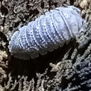 Armadillidium tuberculatus