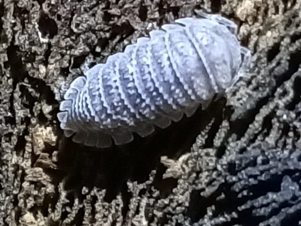 Armadillidium tuberculatus