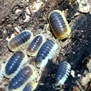 Cubaris sp. “Lemon Blue”