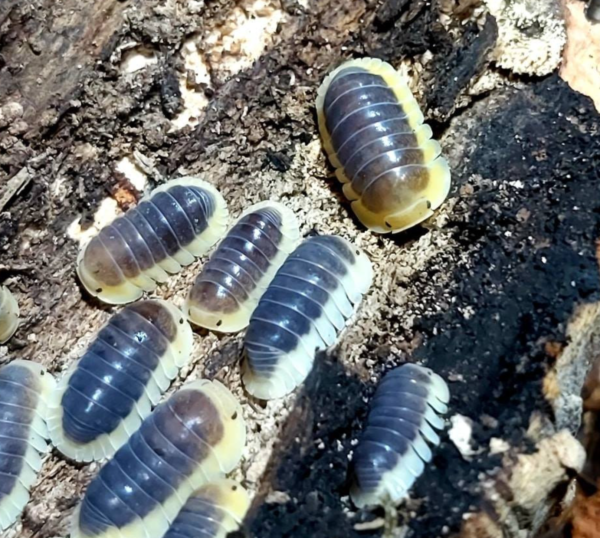 Cubaris sp. “Lemon Blue”