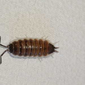 Porcellio hoffmannseggi "Brown"