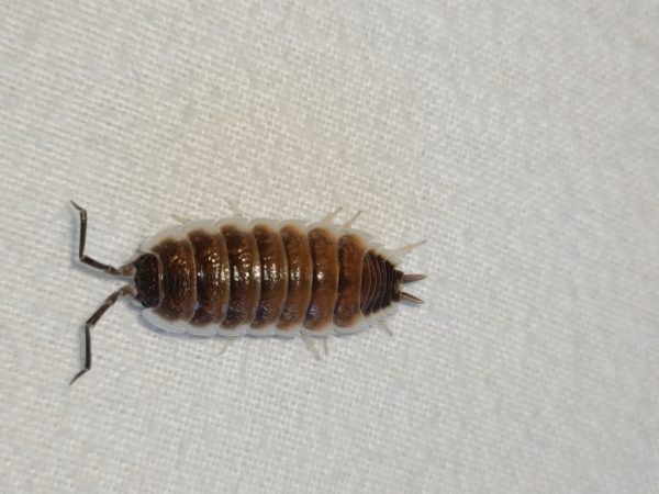 Porcellio hoffmannseggi "Brown"