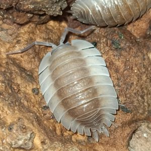 trilobates