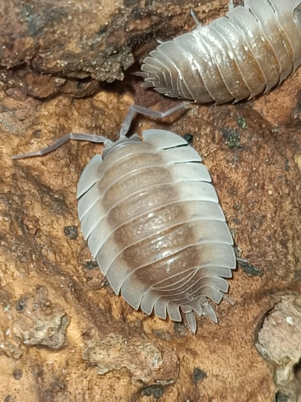 trilobates