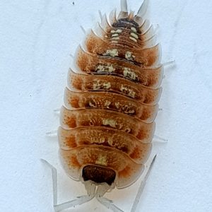 Porcellio Nicklesi Blaze