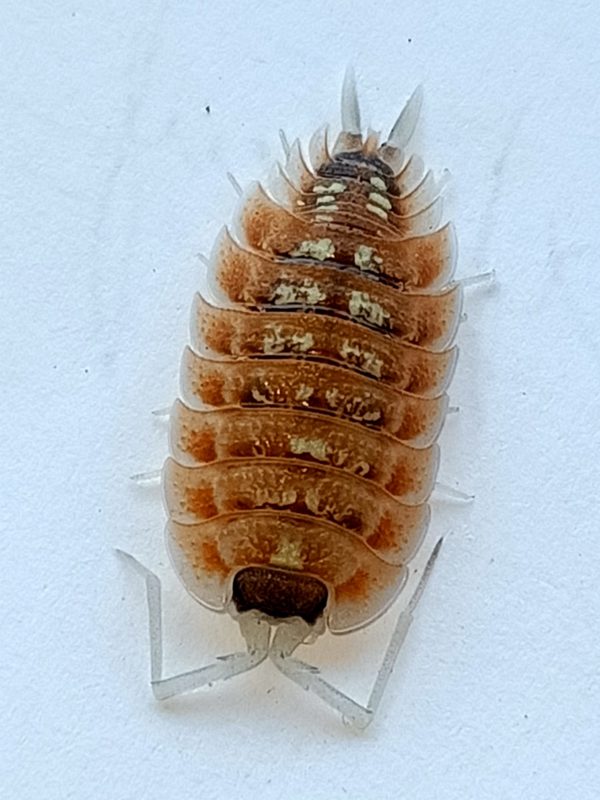 Porcellio Nicklesi Blaze