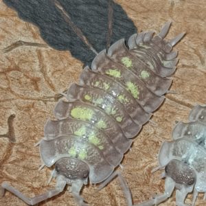 Porcellio Nicklesi Tang