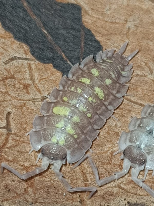 Porcellio Nicklesi Tang