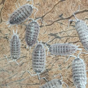 Porcellio Nicklesi White Dark