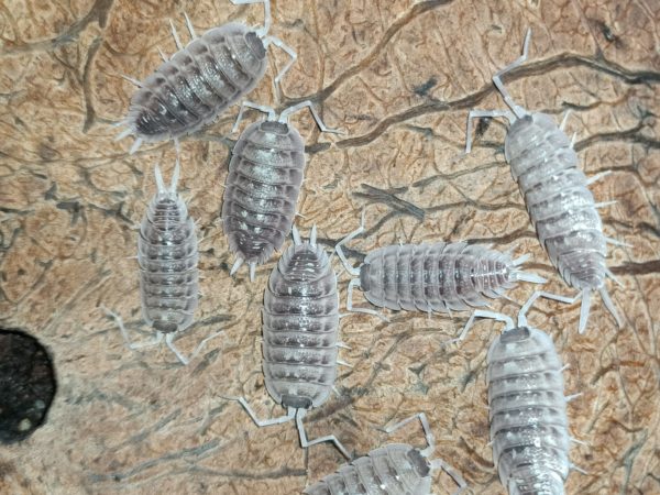 Porcellio Nicklesi White Dark