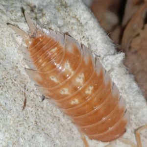 Porcellio Ornatus Tangerine Dream