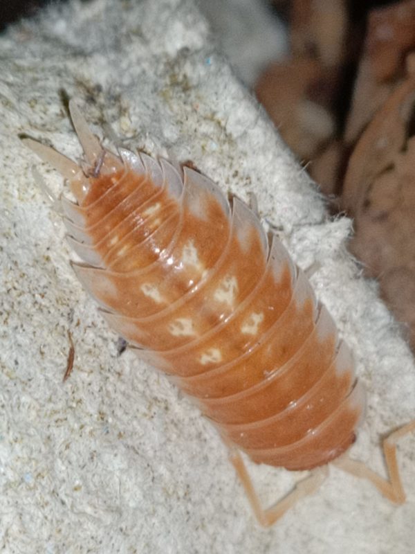 Porcellio Ornatus Tangerine Dream