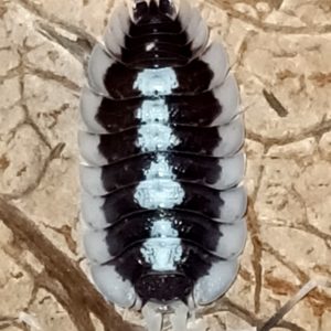 Porcellio Succinctus High Contrast