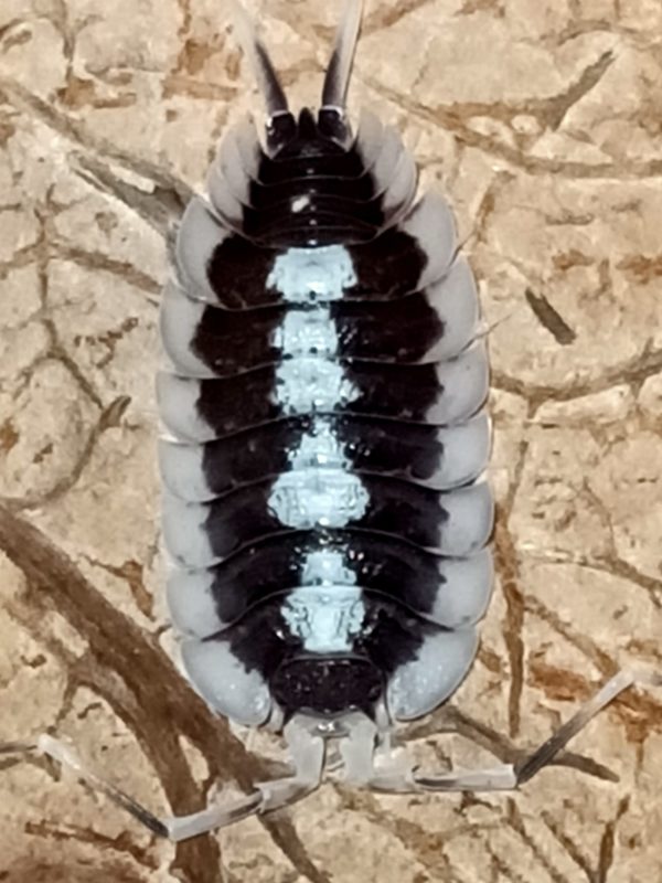 Porcellio Succinctus High Contrast