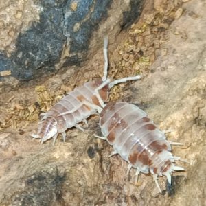 Porcellionides pruinosus Dalmatian Orange