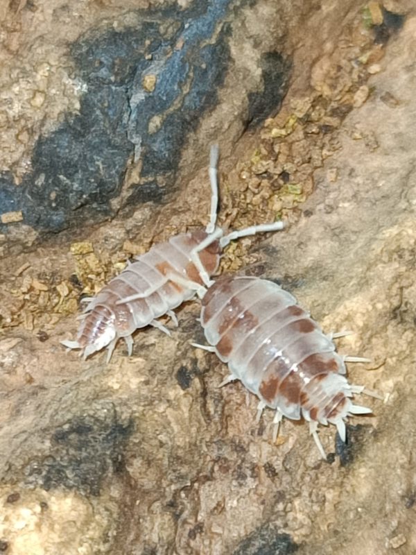 Porcellionides pruinosus Dalmatian Orange