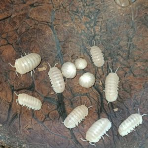 Armadillo Officinalis White Pina