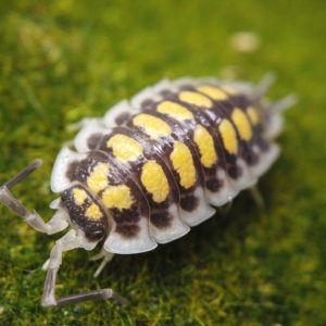 Porcellio