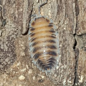 Porcellio cilicius