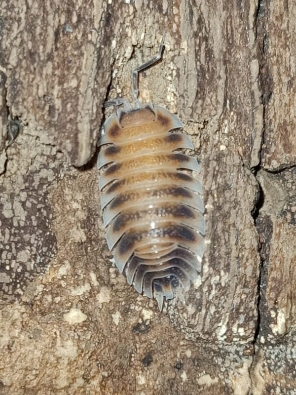 Porcellio cilicius