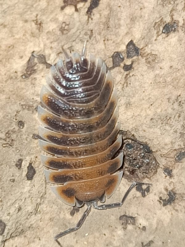 Porcellio cilicius