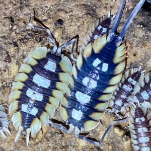 Porcellio Expansus Orange "Tortosa"