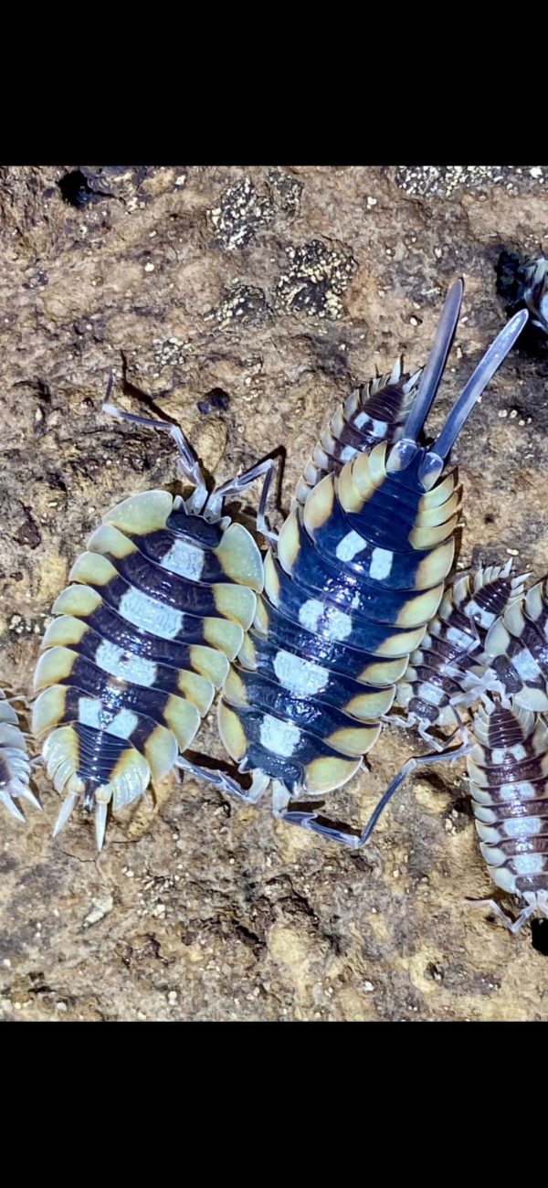 Porcellio Expansus Orange "Tortosa"