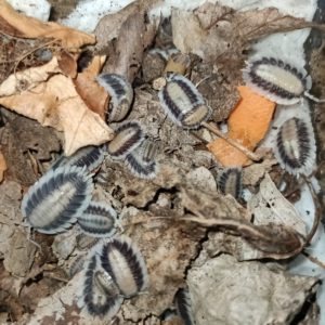 Porcellio Werneri "Silverback"