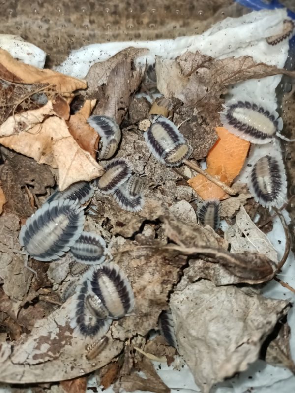 Porcellio Werneri "Silverback"